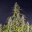 Semințe de canabis Royal Queen Seeds Hyperion F1 Auto