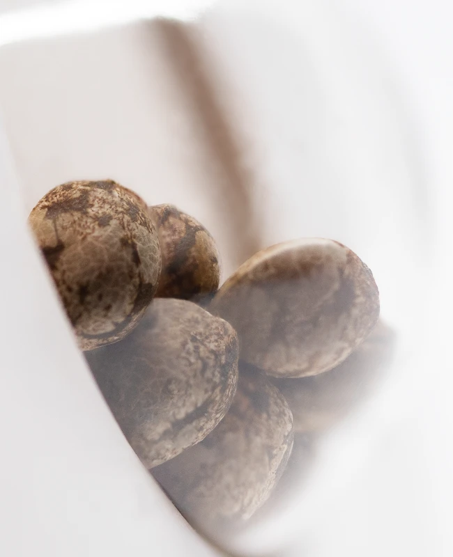 Sensi Seeds Seminte de canabis Afghan Kush Regular by White Label, 10 buc