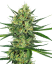Sensi Seeds Semințe de canabis Tangerine Sugar® feminizate, 3-10 buc.