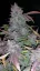 Semințe de Cannabis Fast Buds Fastberry Auto