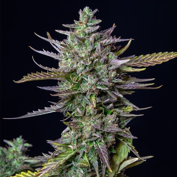 Royal Queen Seeds Graines de cannabis Blue Cheese Auto