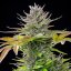 Royal Queen Seeds Semințe de canabis AMG feminizate