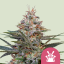 Royal Queen Seeds Seminte de canabis Shogun feminizate