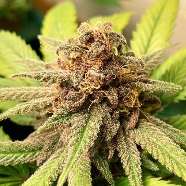 Royal Queen Seeds Semințe de canabis Bubble Kush feminizate