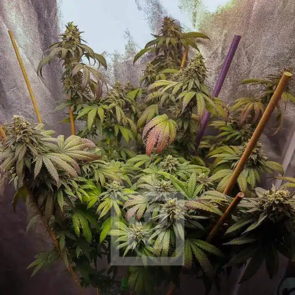 Blimburn Seeds Semena konoplje Grizzly Purple Kush Feminized