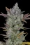 Fast Buds Sjemenke konoplje Gorilla Cookies Auto