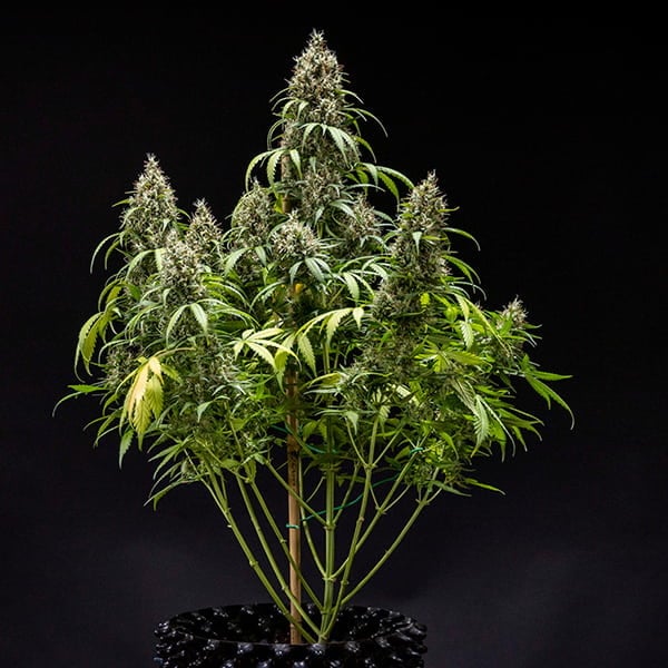 Royal Queen Seeds Seminte de canabis Biscuiti Gelato Auto