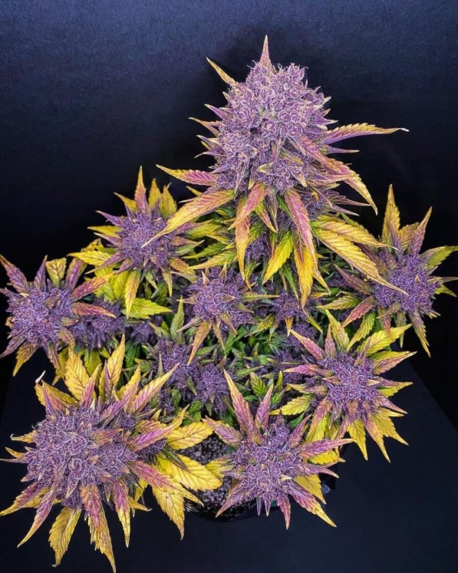 Fast Buds Sjemenke kanabisa Purple Lemonade Auto