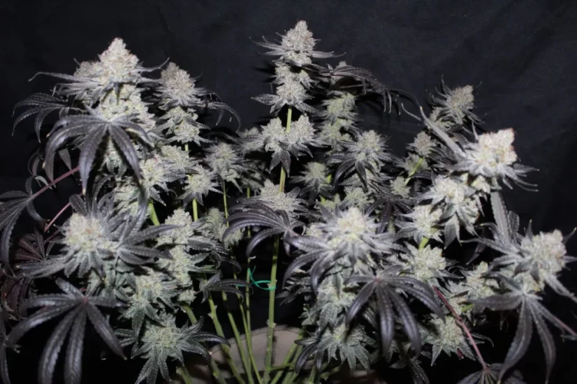Fast Buds Sjemenke konoplje Tropicana Cookies FF