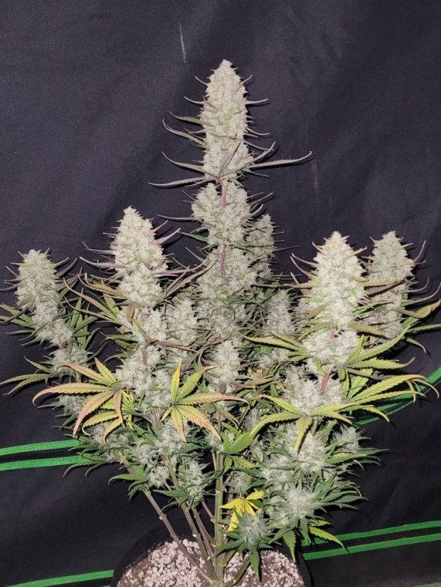 Fast Buds Biji Ganja Kue Tropicana Otomatis