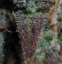 Fast Buds Sjemenke konoplje Limun AK Auto