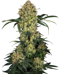 Sensi Seeds Semințe de canabis Aloha OG feminizate, 3-10 buc.