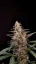 Fast Buds Sjemenke konoplje Critical Auto