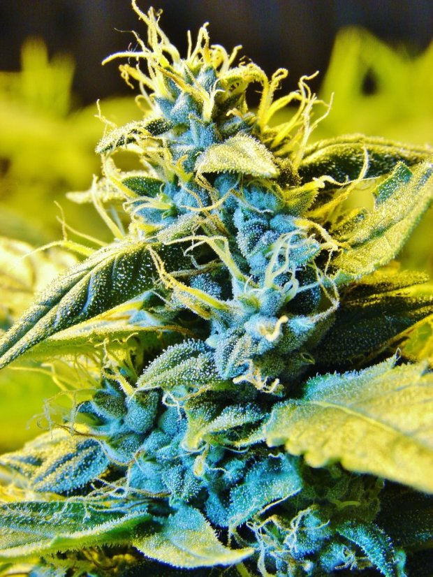 T.H.Seeds™ Seminte de canabis Auto Northern HOG™, pachet 6+1, feminizate