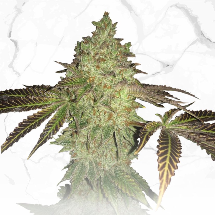 T.H.Seeds™ Semințe de canabis ediție regulată limitată Tort de aniversare X Tort de aniversare X SBC, pachet de 11