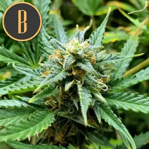 Blimburn Seeds Hanfsamen Orient Auto
