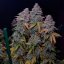 Silent Seeds Seminte exotice de canabis Gorilla Frost feminizate
