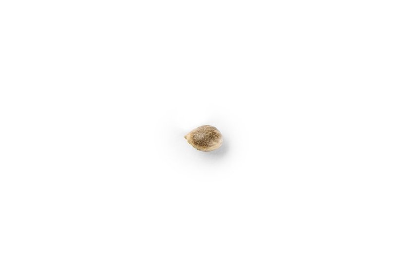 The Bulldog Seeds TB Amnesia Feminizada, 3 e 5 peças