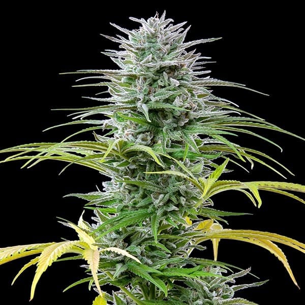 Royal Queen Seeds Seminte de canabis Speedy Chile - Feminizate rapid
