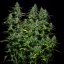Royal Queen Seeds Seminte de canabis Royal Gorilla Auto