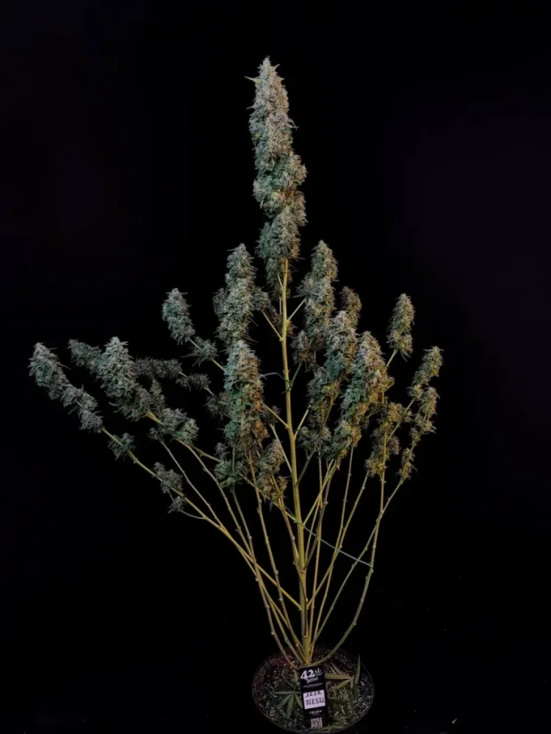 Fast Buds Sjemenke konoplje Sour Diesel Auto
