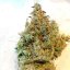 Silent Seeds Seminte de Cannabis Exotice Sorbet de Lamaie Feminizate