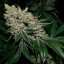 Silent Seeds Seminte exotice de canabis Gorilla Frost feminizate
