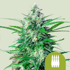 Royal Queen Seeds Seminte de canabis Royal AK Auto