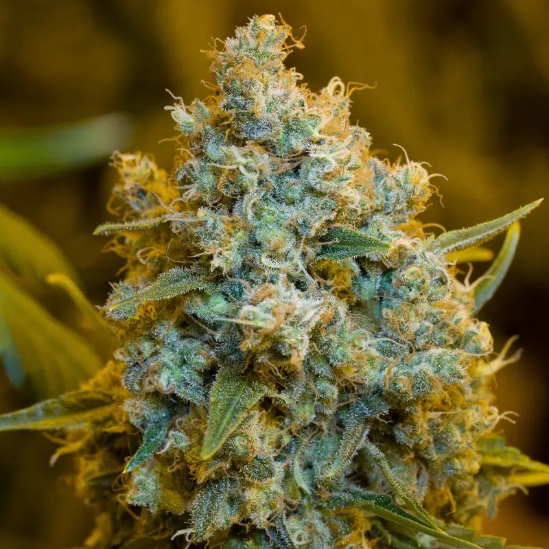 Silent Seeds Seminte de canabis clasice Critical Jack feminizate