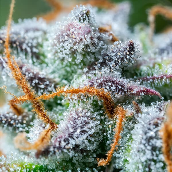 Royal Queen Seeds Seminte de canabis Northern Light Auto