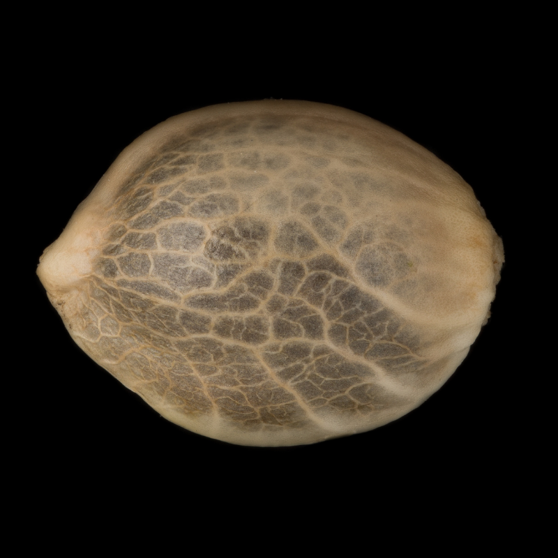 Silent Seeds Seminte exotice de canabis Suc de struguri feminizate