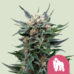 Royal Queen Seeds Seminte de canabis Royal Gorilla feminizate