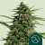Royal Queen Seeds Semi di cannabis Orion F1 Auto