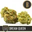Blimburn Seeds Graines de cannabis Dream Queen par Steve DeAngelo's Féminisées