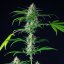 Royal Queen Seeds Seminte de canabis Mimosa Auto