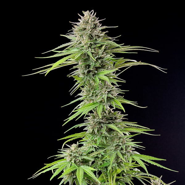 Royal Queen Seeds Seminte de canabis Blue Cheese feminizate