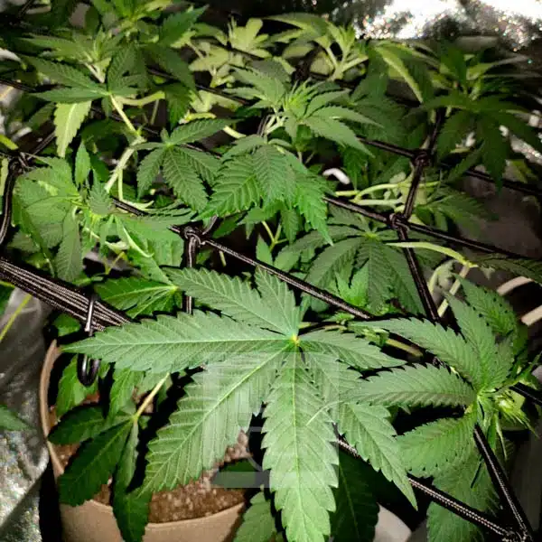 Blimburn Seeds Semi di Cannabis Blackberry Moonstones Femminizzati