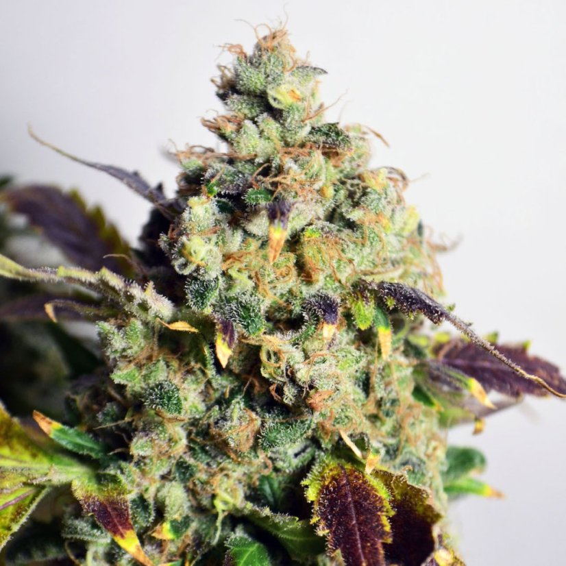 Doctor´s Choice Семена DC Kush Photo Feminized