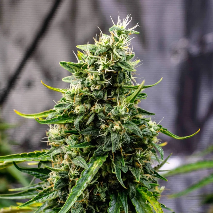 Doctor´s Choice Seeds Rock Machine Auto Feminized