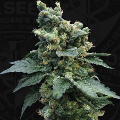 T.H.Seeds™ Cannabisfrø SAGE™'n Sour, 5+1 pakke, almindelig