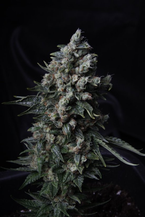 T.H.Seeds™ Semințe de canabis MK-Ultra™, pachet 5+1, obișnuite