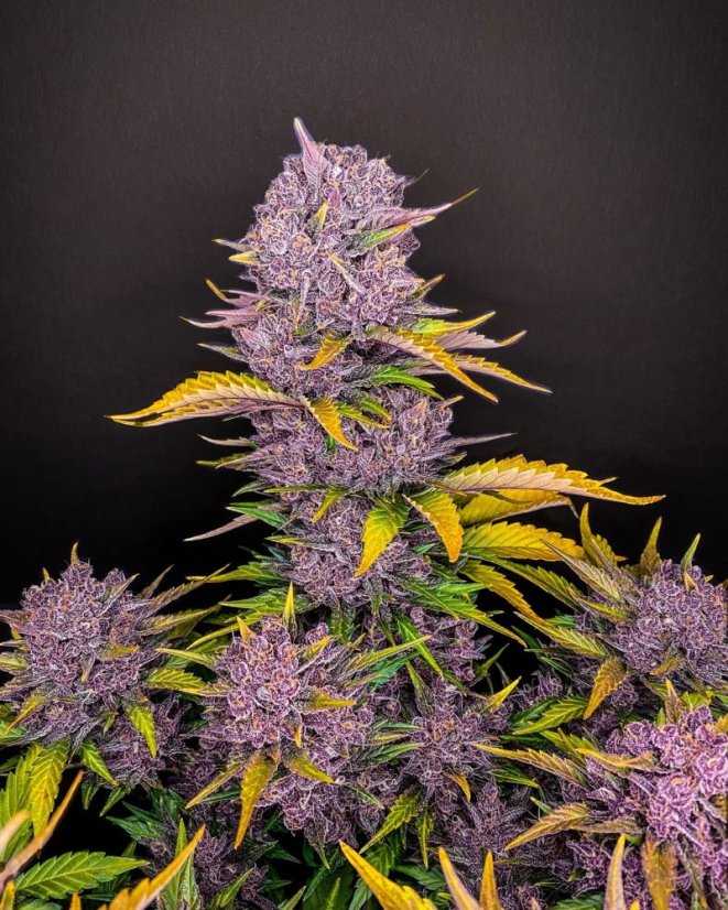 Fast Buds Sjemenke kanabisa Purple Lemonade Auto