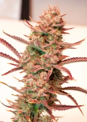 Dutch Passion Насіння коноплі Auto Banana Blaze® Autoflowering