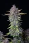 Fast Buds Cannabis Seeds Purple Punch Auto