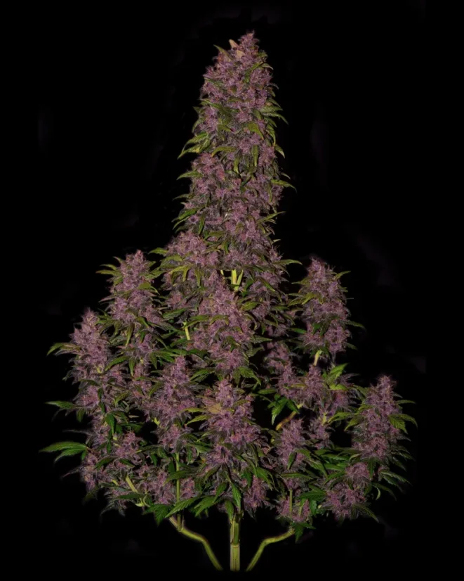 Fast Buds Cannabis Seeds Crystal Meth Auto