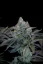 Fast Buds Sjemenke konoplje Gorilla Cookies FF