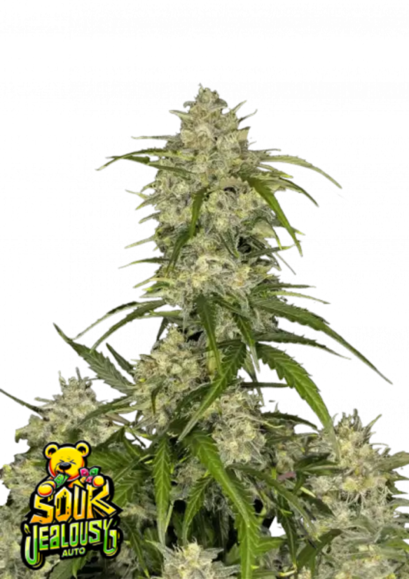 Fast Buds Sjemenke kanabisa Sour Jealousy Auto