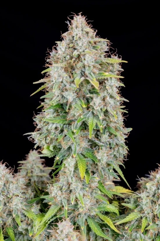 Fast Buds Sjemenke Kanabisa Cinderella Auto