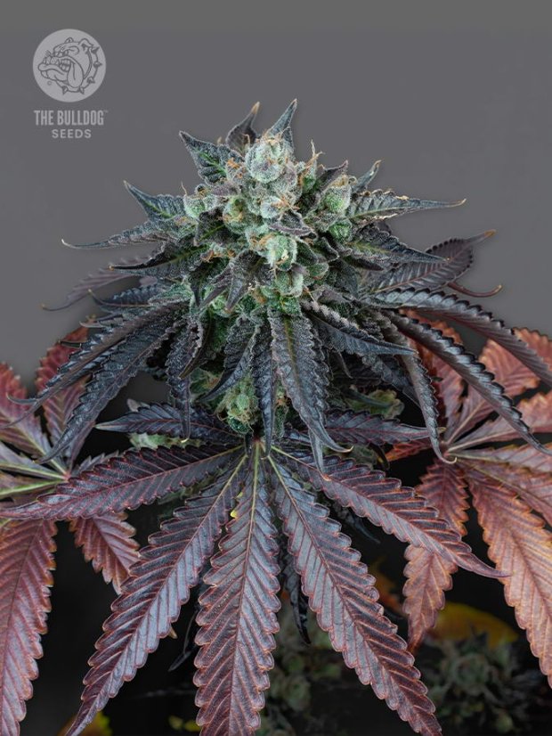 The Bulldog Seeds The Bulldog Gelato 17 feminizované, 3 a 5 ks