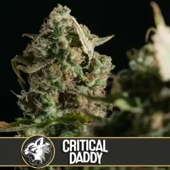 Blimburn Seeds Semena konoplje Critical Daddy Feminized